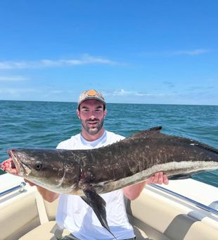 Hands-on Cobia fishing with experienced guide