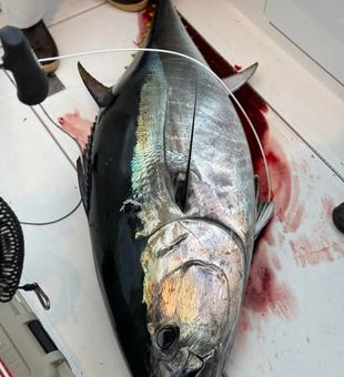 Bluewater adventure and bent rods on a premier deep sea fishing charter out of Virginia Beach, Virginia.