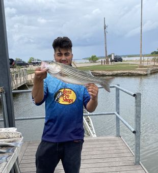 Clean striped bass catch