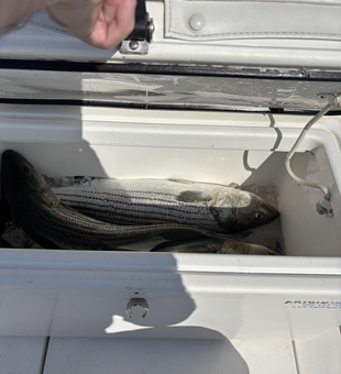 Reeling in the big one with an array of techniques in Provincetown!