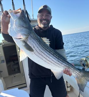 Beautiful Scituate striped bass ready for the photo!