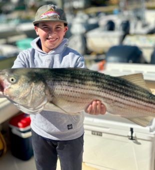 Beautiful Scituate striped bass caught today!