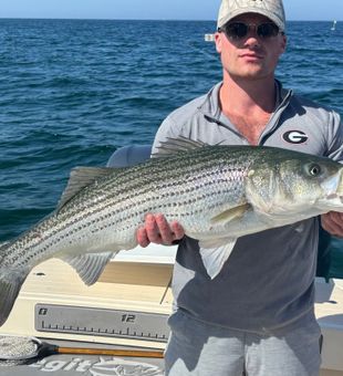 Monster Striped Bass are here - Boston, MA.