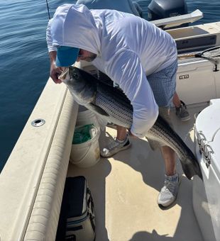 Striped Bass Fishing in Boston, MA.