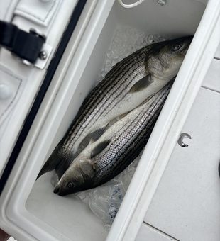 Cloudy skies can't dampen the thrill of striped bass action!