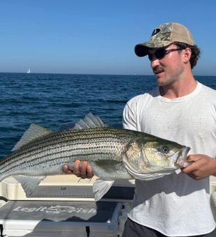 Clean Striped Bass Reeled In.