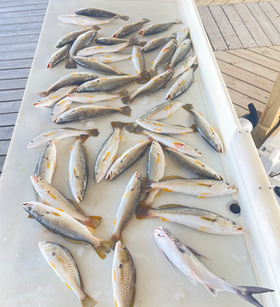 Atlantic Croaker and Squeteague hauled in from New Orleans waters!