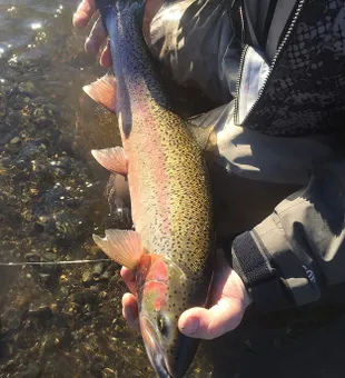 Rainbow Trout! Wade Fishing 2023