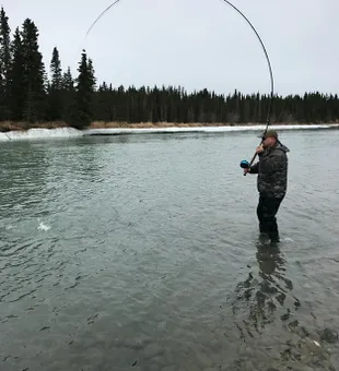 Homer Alaska Walk and Wade Fishing Trips!