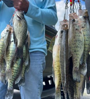 Beautiful Bolivar crappie making for an excellent day!
