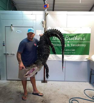 Gator Hunt is On! - Ludowici, GA.