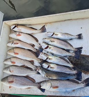 Successful day targeting the Georgia coast trifecta