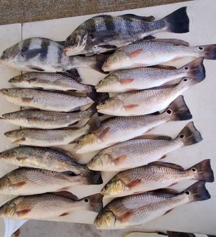 A strong Darien inshore catch of redfish and speckled trout.