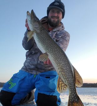 What a huge Northern Pike in the waters of Remer
