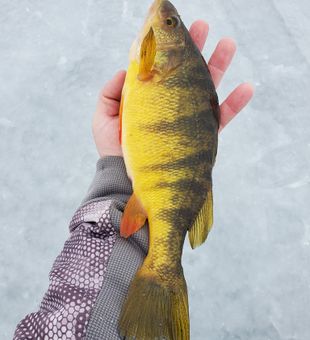 Remer's bounty: Yellow Perch extravaganza! 