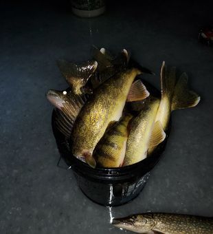 Yellow Perch delight in Remer waters!