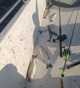 Fish are biting they're scattered all over.