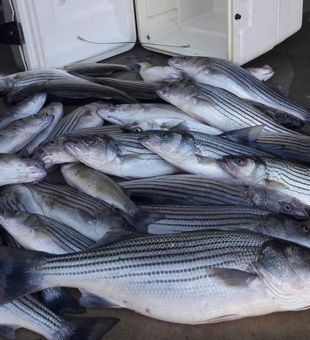 Stripers Haul! - Pottsboro, TX.