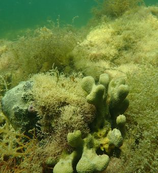 Rich Crystal River underwater wild life