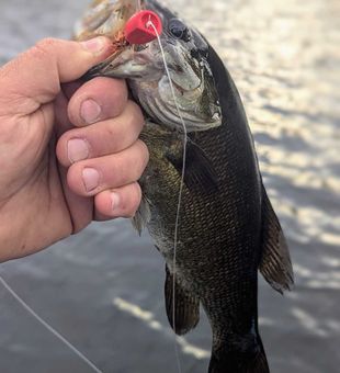 Nice smallmouth bass from Nipigon waters!