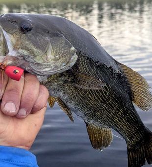 Beautiful Nipigon smallmouth bass taken on a red lure!