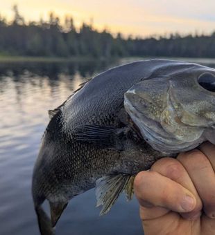 Perfect Nipigon smallmouth bass taken on red lure!