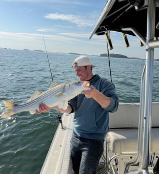 Beautiful striped bass caught in Boston waters!