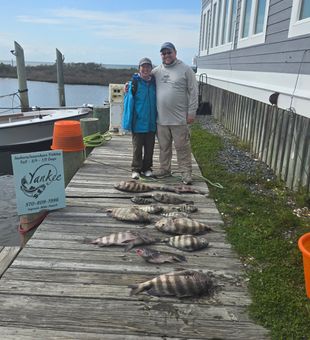 Sheepshead surely is big in Hatteras NC