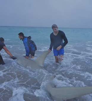Strong Bull Shark landed in heavy surf!
