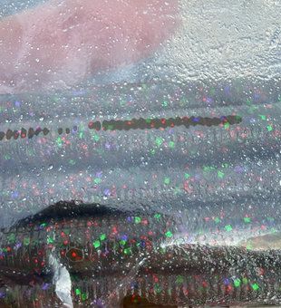 Beautiful catch from Bois D'Arc Lake!