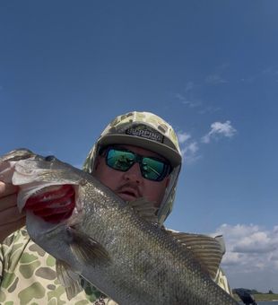 Solid largemouth bass action on Lake Texoma.