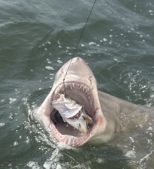 Catch your next big fish on a Wildwood, NJ fishing adventure.