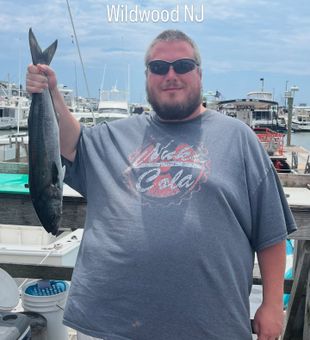 Nice Wildwood bluefish making the trip worthwhile!