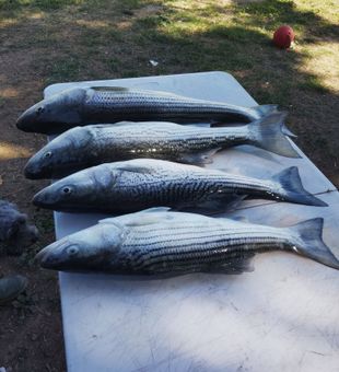 Fresh Colusa striped bass ready for the table!