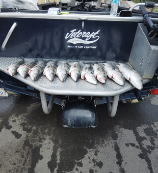 Where bass meet the golden coast