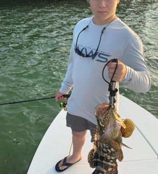 Monster Goliath grouper landed in Islamorada!