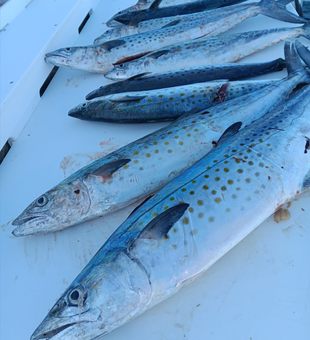 Backcountry bites, pure delight