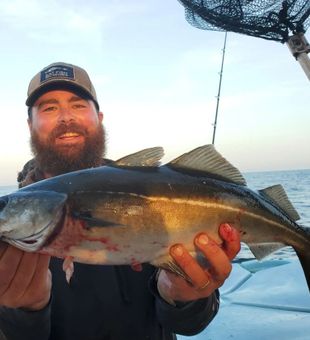 Atlantic pollock on board - Orange, CT.