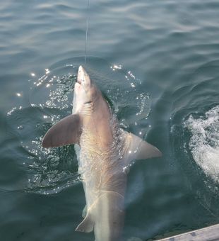 Narragansett charter shark fishing fun