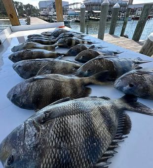 Another great day targeting sheepshead in the productive waters of Fort Morgan on the Alabama Gulf Coast.