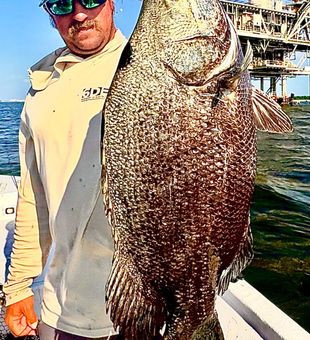 Monster Gulf Shores tripletail makes for an epic catch!