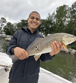 Nice redfish using light tackle at Fort Morgan Marina today!