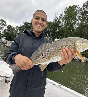 Nice redfish using deep sea techniques in Gulf Shores!