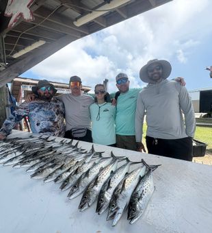 Spanish mackerel catch lined up.