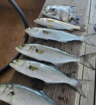 More catch, more fun!