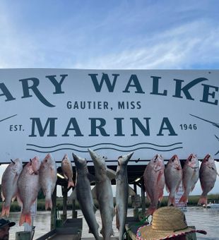 Sharks X Red Snappers Haul - Gautier, MS. 