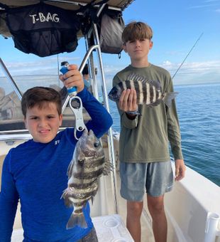 Sheepshead in Tampa Bay 