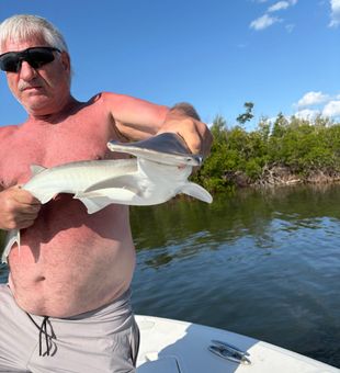 Beautiful bonnethead shark caught in Matlacha waters!