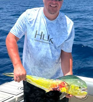 Beautiful Matlacha mahi mahi bringing the colors!
