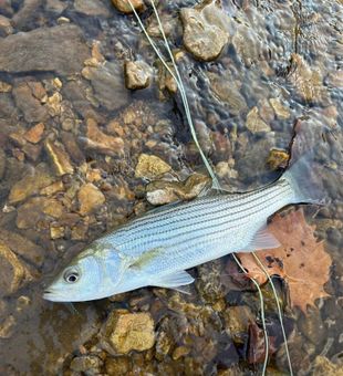 Gasconade River fly fishing guide for beginners